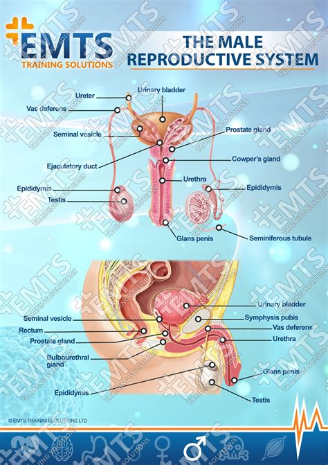 penis ki photo|Male Genitalia Pictures, Anatomy & Diagram .